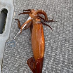 へいみつ丸 釣果