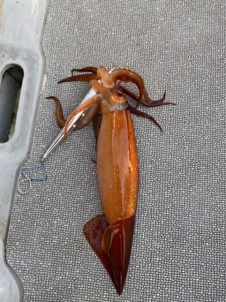 へいみつ丸 釣果