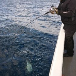 IDATEN(イダテン) 釣果