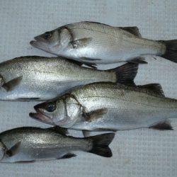 TOPGUN名古屋 釣果