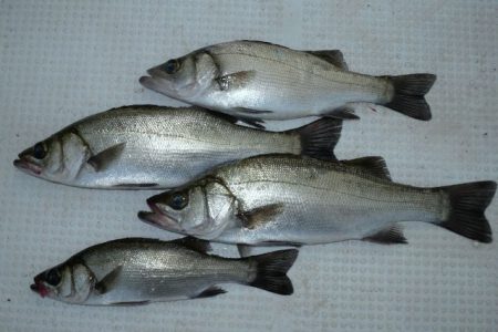 TOPGUN名古屋 釣果