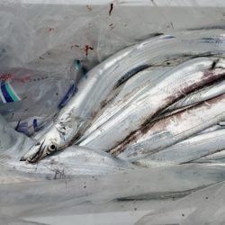 遊漁船 ニライカナイ 釣果