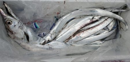 遊漁船 ニライカナイ 釣果