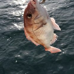 遊漁船 ニライカナイ 釣果