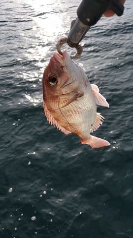 遊漁船 ニライカナイ 釣果