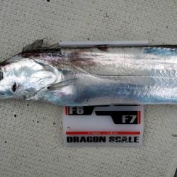 遊漁船 ニライカナイ 釣果