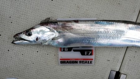 遊漁船 ニライカナイ 釣果