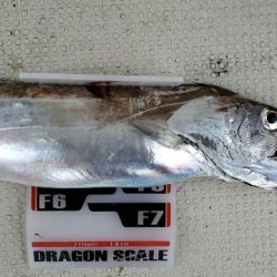 遊漁船 ニライカナイ 釣果