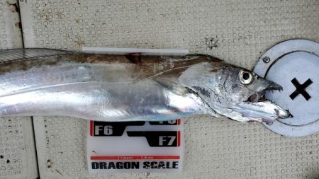 遊漁船 ニライカナイ 釣果