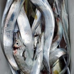 遊漁船 ニライカナイ 釣果