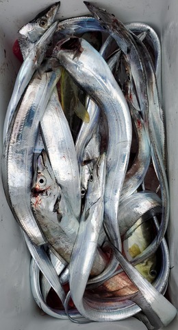 遊漁船 ニライカナイ 釣果