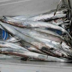 遊漁船 セトマリン 釣果