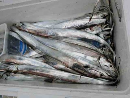 遊漁船 セトマリン 釣果