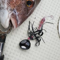 遊漁船 ニライカナイ 釣果