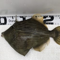 Magic（マジック） 釣果