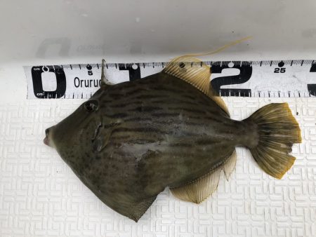 Magic（マジック） 釣果