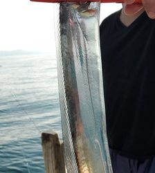 遊漁船 ニライカナイ 釣果