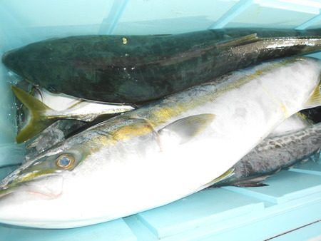 こうゆう丸 釣果