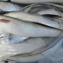 遊漁船 ニライカナイ 釣果