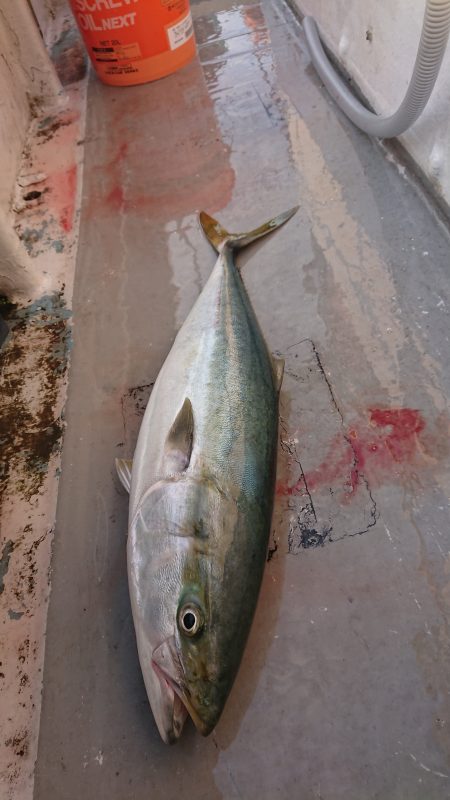 魁皇 釣果