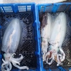 小海途 釣果