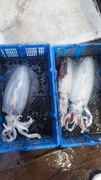 小海途 釣果