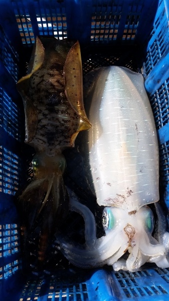 小海途 釣果