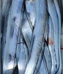 遊漁船 ニライカナイ 釣果