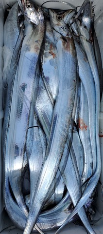 遊漁船 ニライカナイ 釣果