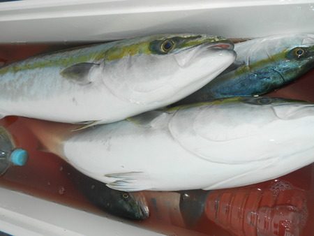 こうゆう丸 釣果