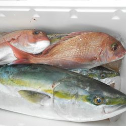 こうゆう丸 釣果