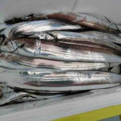 遊漁船 セトマリン 釣果