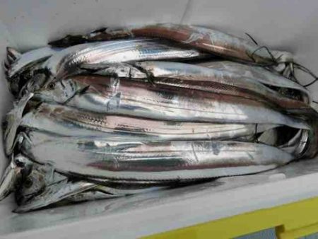 遊漁船 セトマリン 釣果