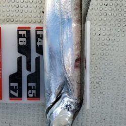 遊漁船 ニライカナイ 釣果