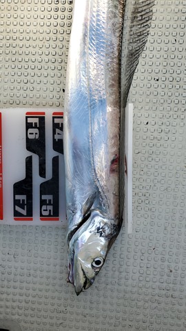 遊漁船 ニライカナイ 釣果