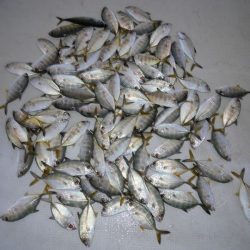 TOPGUN名古屋 釣果