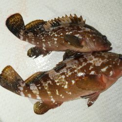 TOPGUN名古屋 釣果