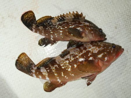 TOPGUN名古屋 釣果