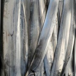 遊漁船 ニライカナイ 釣果