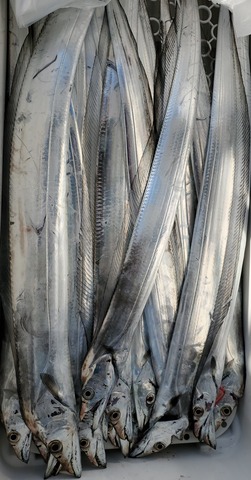 遊漁船 ニライカナイ 釣果