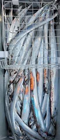 遊漁船　ニライカナイ 釣果