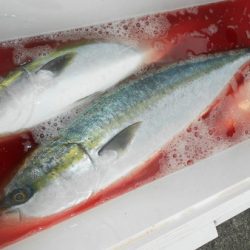 こうゆう丸 釣果