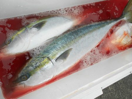 こうゆう丸 釣果