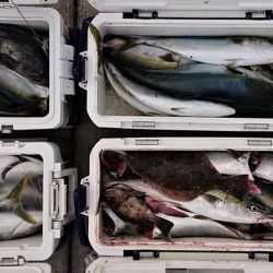 気仙沼　つり丸 釣果