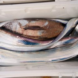 弘福丸 釣果