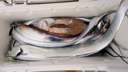 弘福丸 釣果