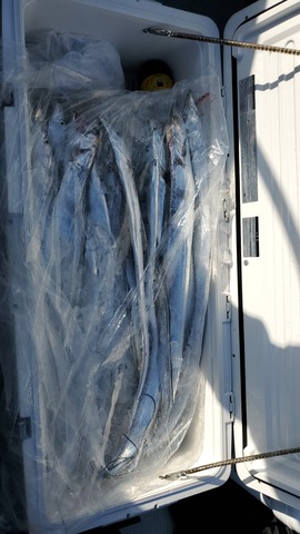 遊漁船 ニライカナイ 釣果