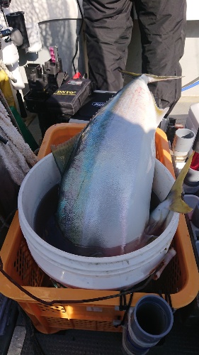 IDATEN(イダテン) 釣果