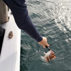 遊漁船 ニライカナイ 釣果