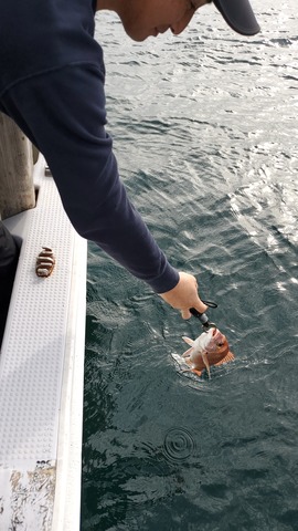 遊漁船 ニライカナイ 釣果